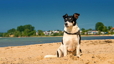 Fewo Usedom mit Hund