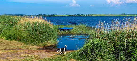 ferienwohnung-usedom-hund