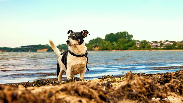 urlaub-hund-usedom-hundestrand