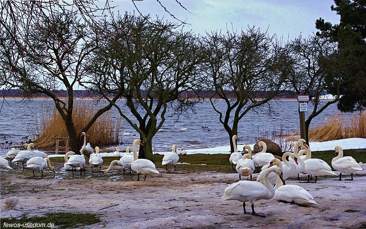 Schwäne überwintern am Achterwasser auf der Insel Usedom